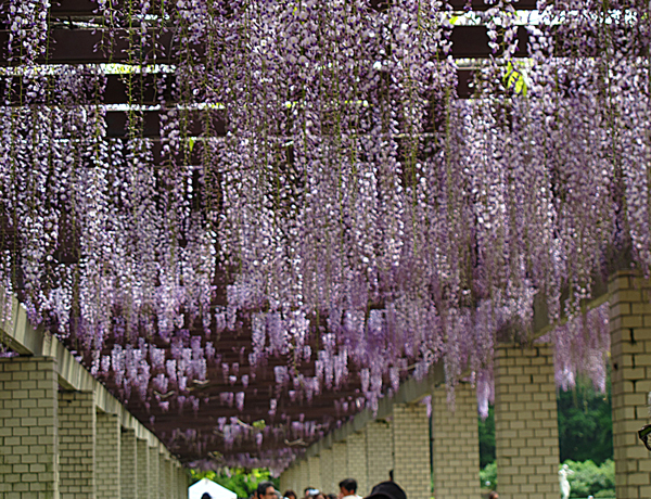 藤☆神代植物公園