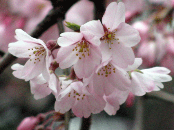 桜乱舞☆六義園