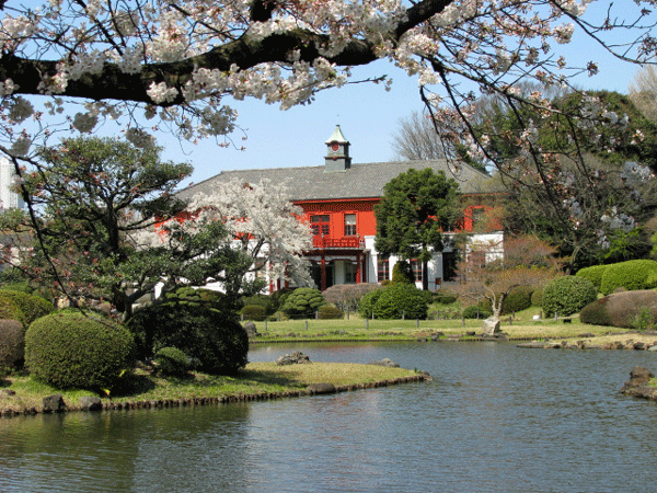 桜めぐり　小石川植物園