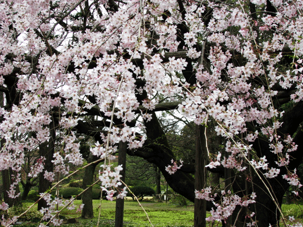 桜めぐり☆枝垂桜満開！六義園