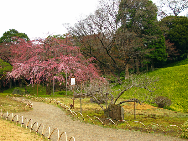 枝垂桜☆小石川後楽園