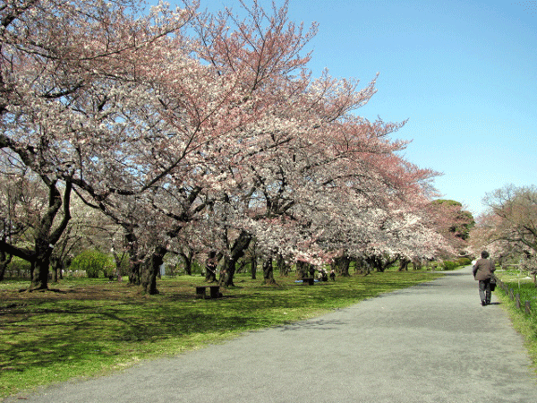 桜めぐり　小石川植物園