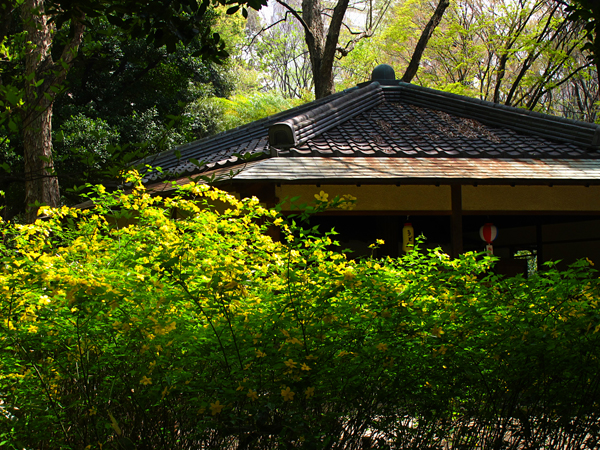 ヤマブキ☆六義園