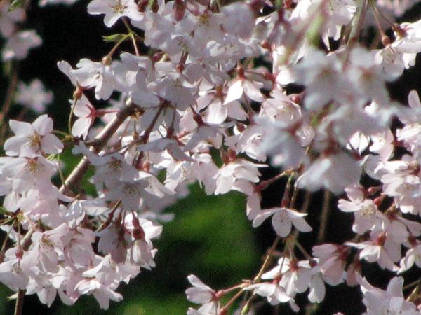 桜めぐり☆枝垂桜六義園