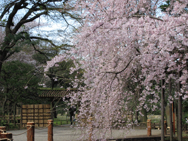 桜めぐり☆枝垂桜六義園