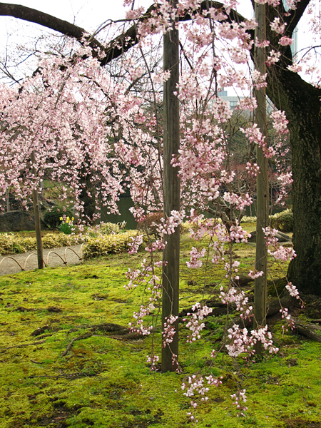 枝垂桜☆小石川後楽園