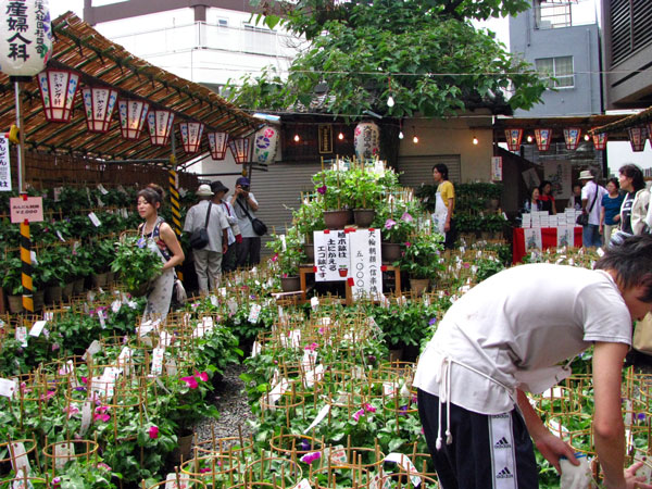 入谷朝顔市☆台東区下谷