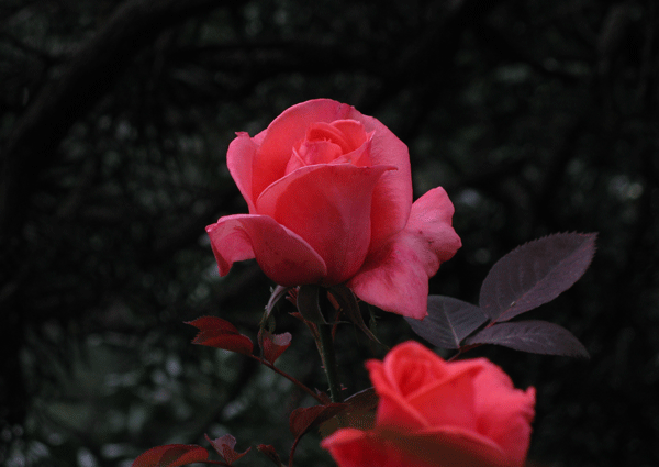 花　薔薇　レディメイアン