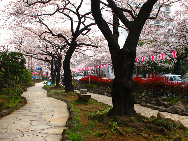 桜☆播磨坂