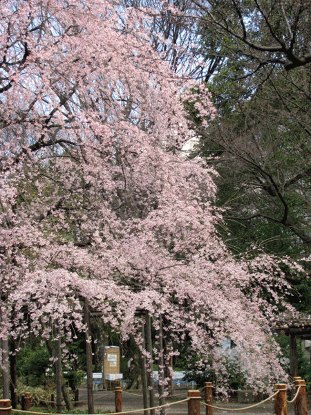 桜めぐり☆枝垂桜満開六義園