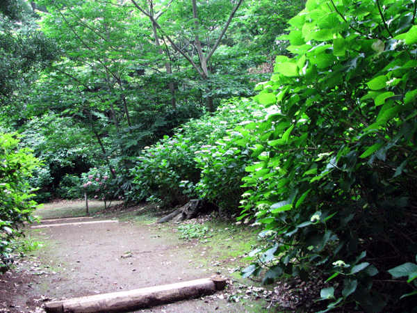 あじさい山☆文京区六義園