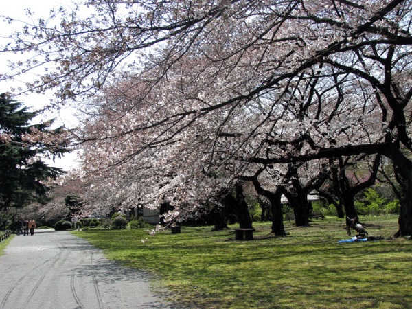 桜めぐり　小石川植物園