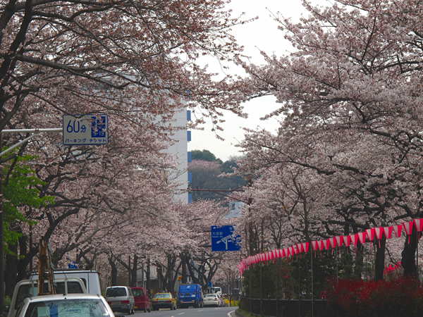 桜☆播磨坂