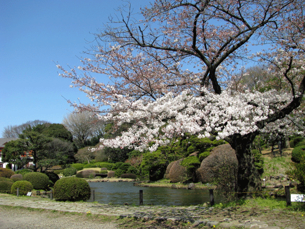 桜めぐり　小石川植物園