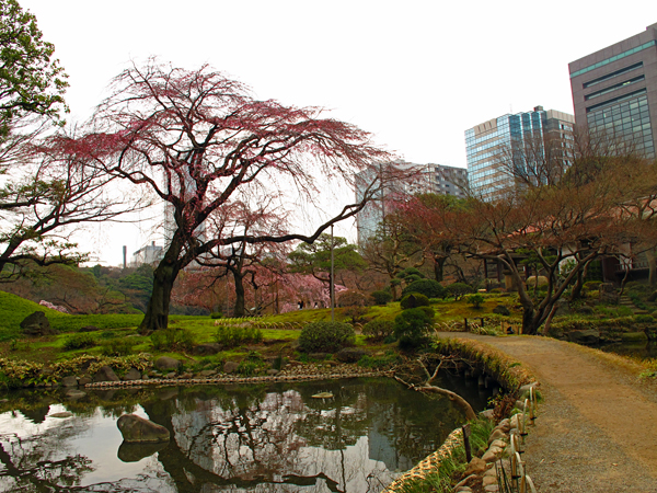 桜☆小石川後楽園