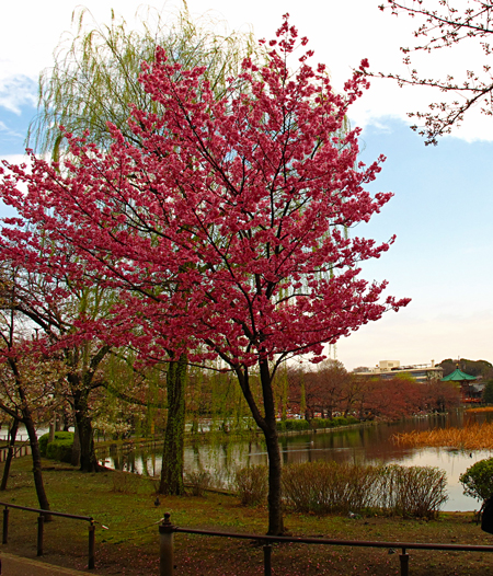 桜☆不忍池