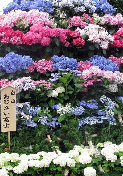 白山神社富士紫陽花.jpg