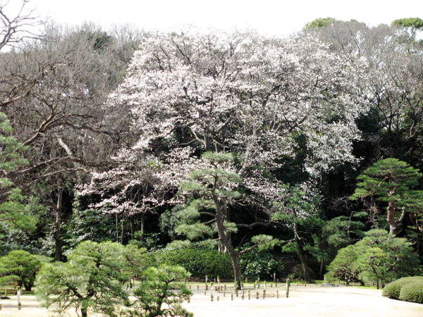 満開！こぶしの花