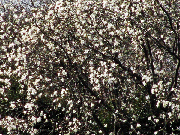 満開！こぶしの花