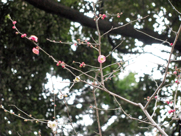 花　梅　思いのまま