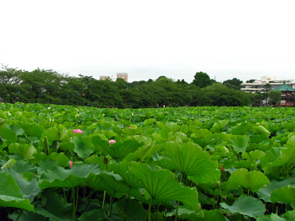 蓮不忍池☆台東区上野公園内