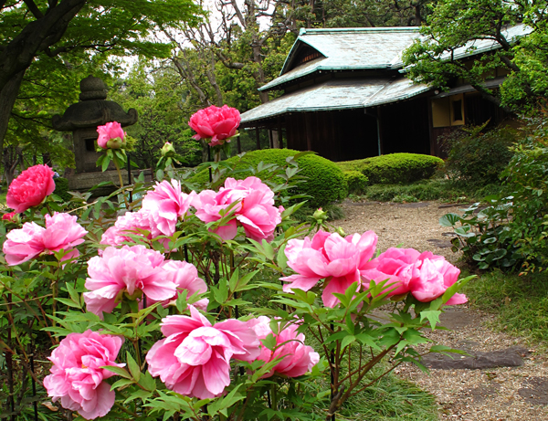 ボタン☆諏訪の茶屋