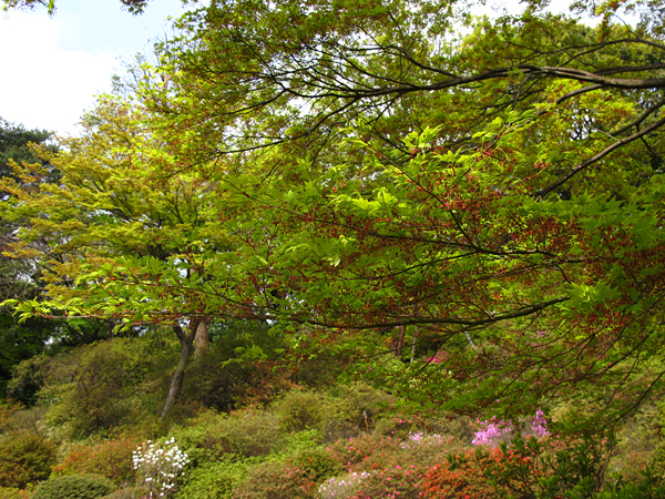 モミジの花☆六義園