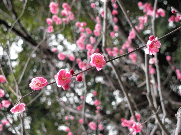 花　梅　旧古河庭園