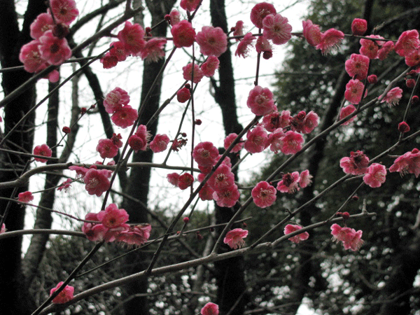 花　梅　旧古河庭園