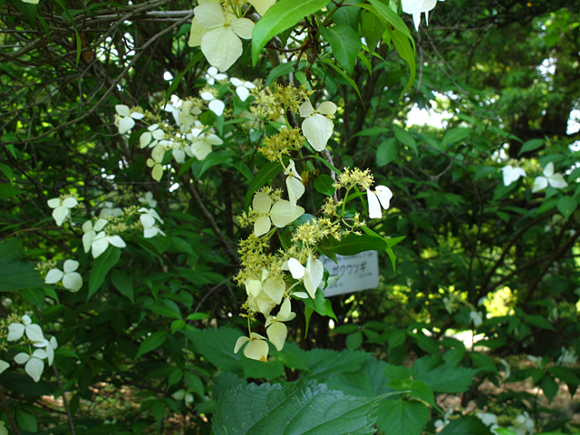 ガクウツギ☆小石川植物園