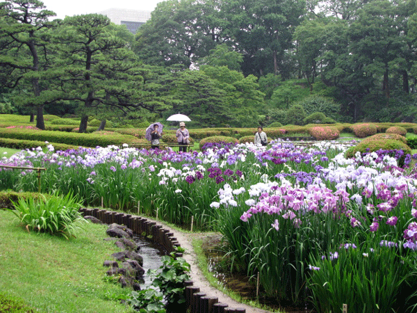 花菖蒲めぐり皇居東御苑☆二の丸庭園