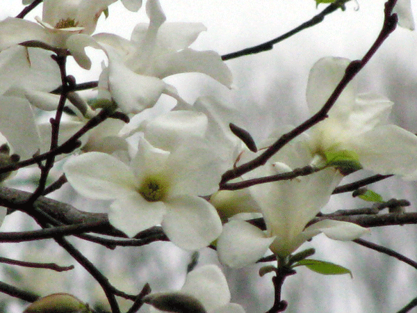 満開！こぶしの花