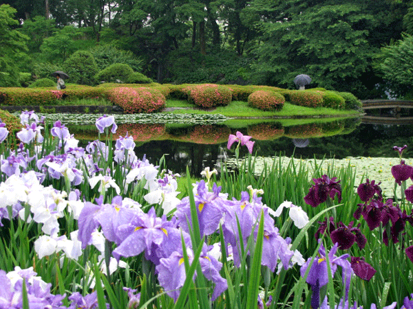 花菖蒲めぐり皇居東御苑☆二の丸庭園