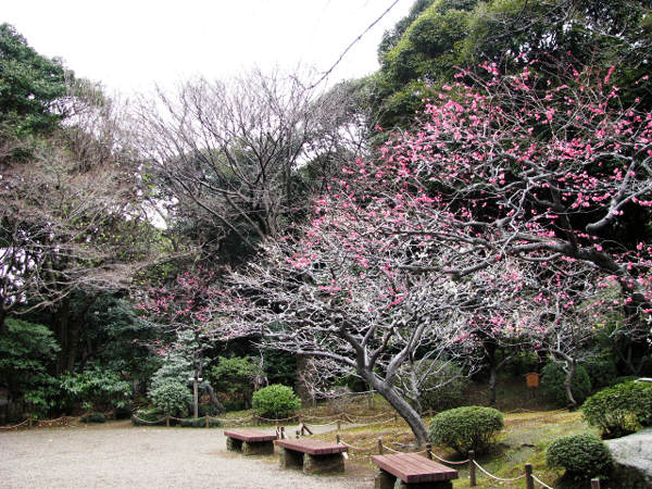 花　梅　旧古河庭園