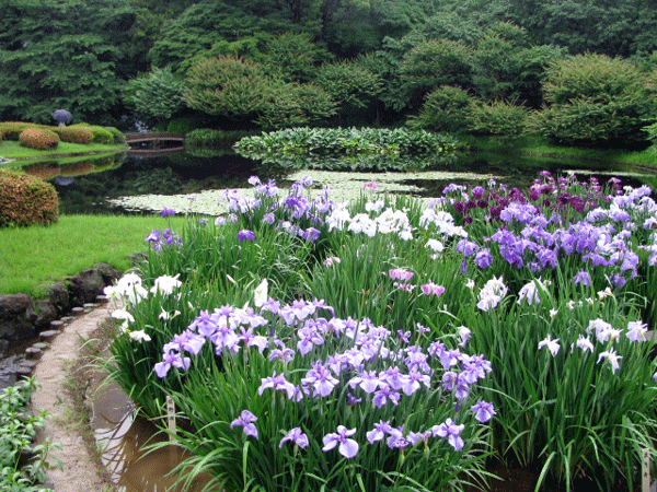 花菖蒲めぐり皇居東御苑☆二の丸庭園