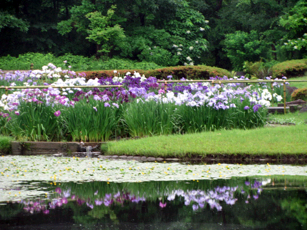 花菖蒲皇居東御苑☆二の丸庭園