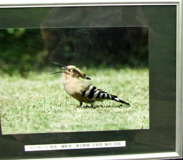 六義園やつがしら写真☆文京区本駒込