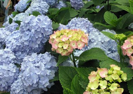 白山神社紫陽花３.jpg