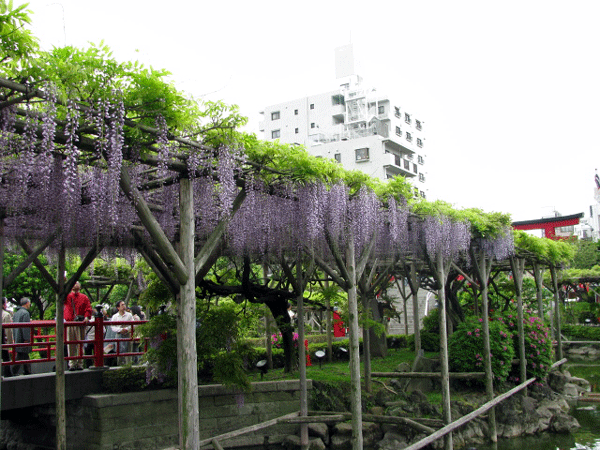 藤めぐり☆亀戸天神