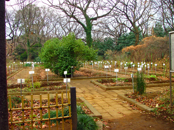 薬用保存園☆小石川植物園