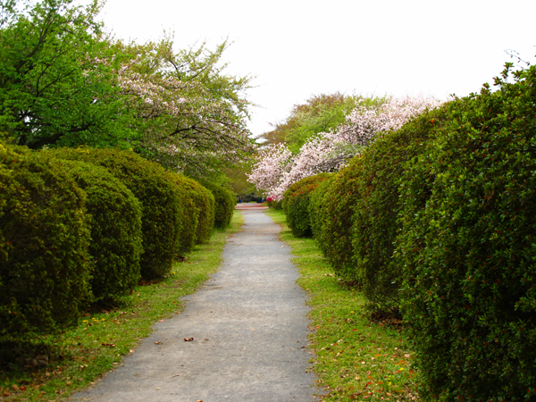 桜と新緑☆小石川植物園