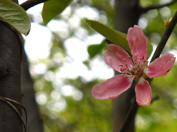 カリンの花☆小石川植物園