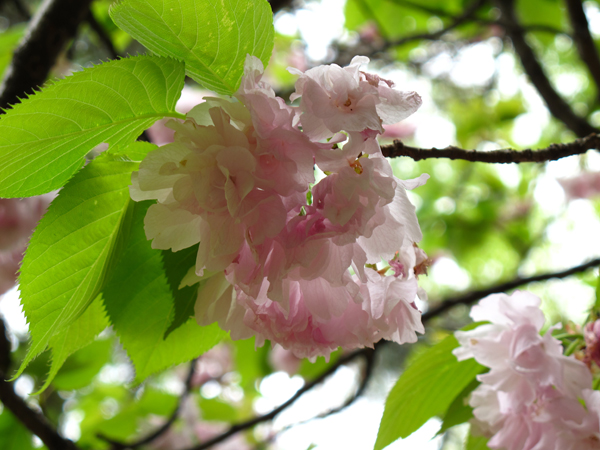 桜☆小石川植物園