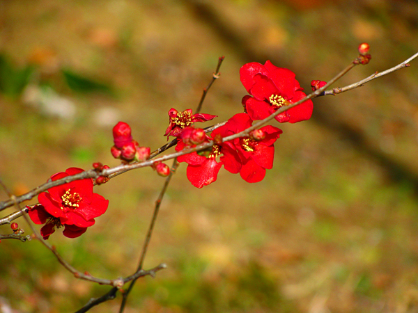 ボケの花☆皇居東御苑