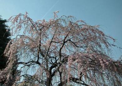 谷中枝垂桜２.jpg