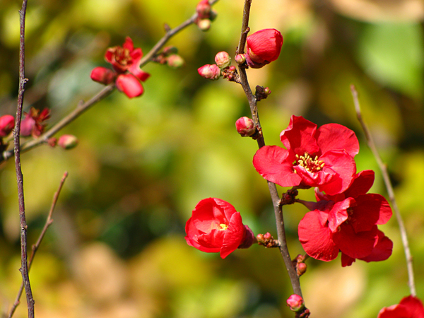 ボケの花☆皇居東御苑