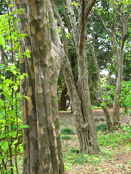 カリンの木☆小石川植物園