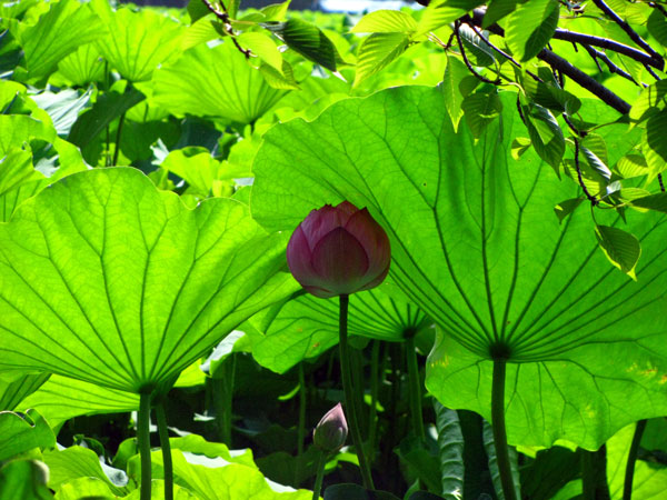 上野不忍池蓮☆台東区上野公園