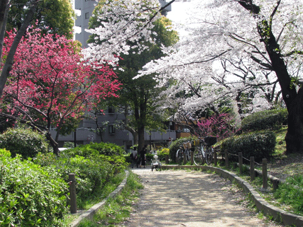 桜めぐり☆源平桃