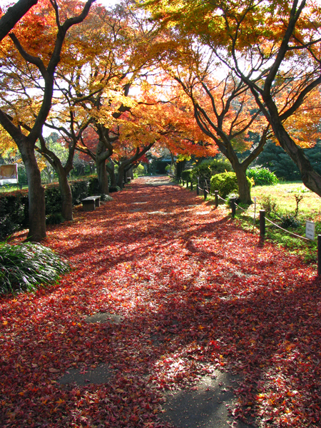 モミジのトンネル☆小石川植物園